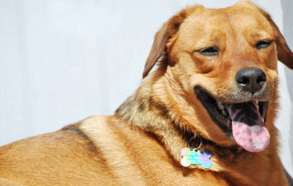 why-does-my-dog-have-black-spots-on-her-tongue