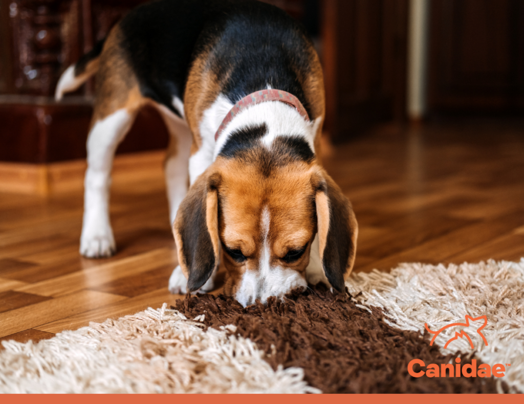 Dog Smelling Carpet
