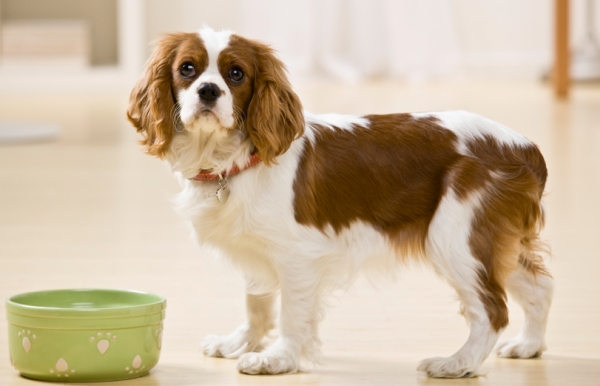 appetitite loss in dogs