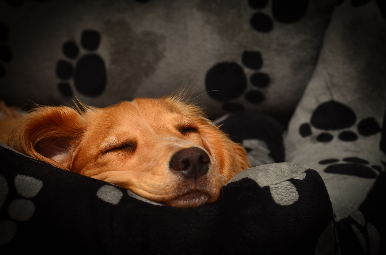 Understanding Your Dog's Sleeping Behavior: Why Do Dogs Sleep
