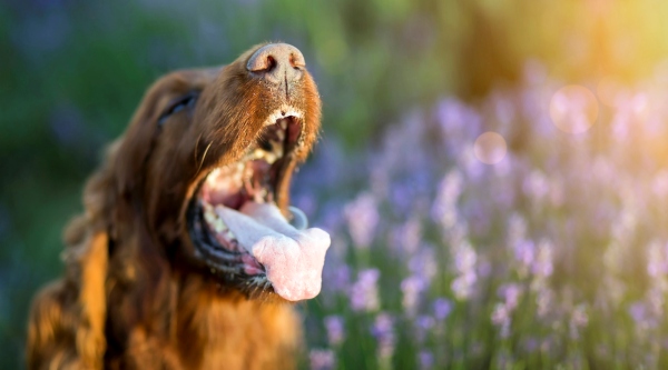 why is my dog foaming at the mouth at the dog park