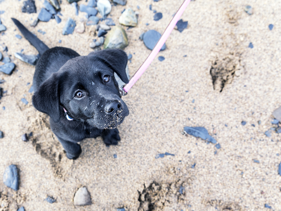 dog eats sand