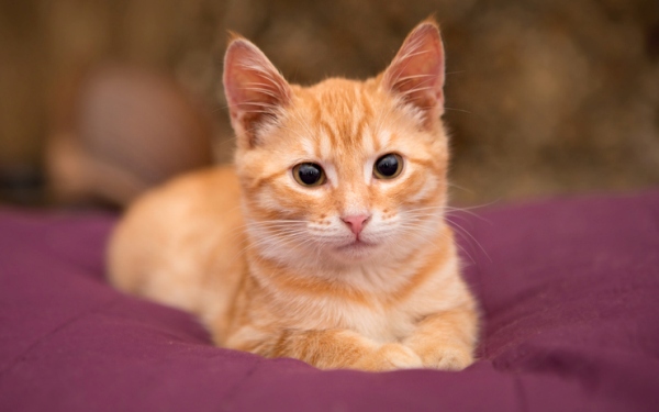 why-do-tabby-cats-have-an-m-on-their-forehead-canidae