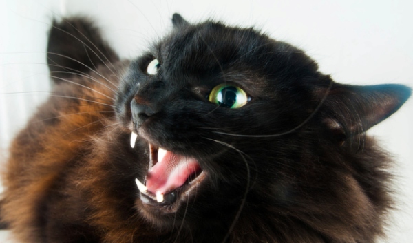 Aggression in Cats