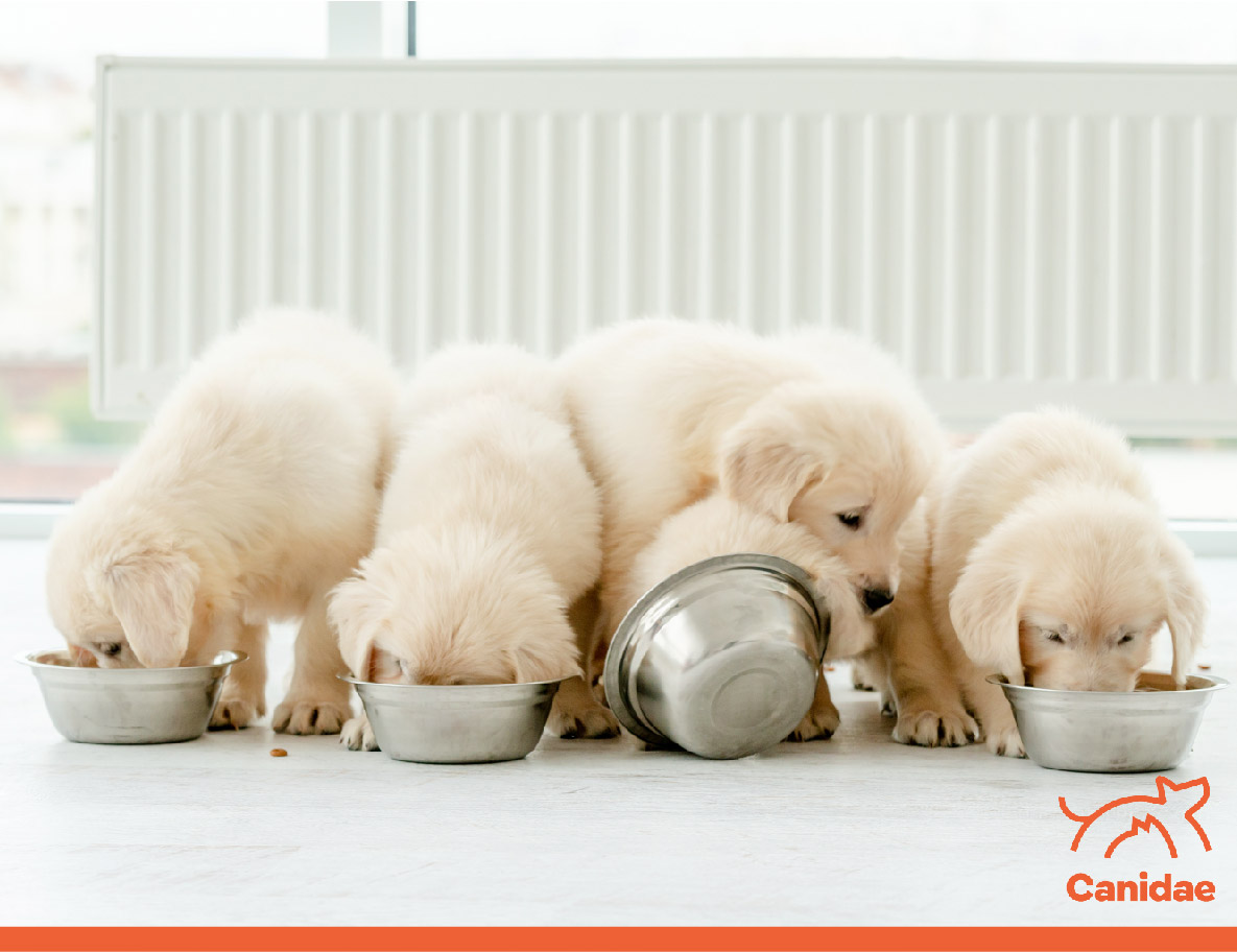 How much should cheap you feed your puppy