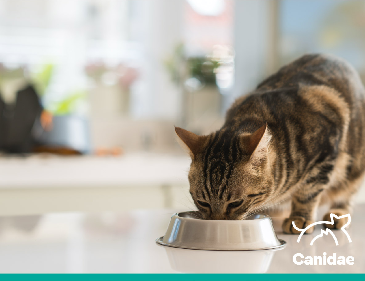 Cat Eating From a Metal Bowl