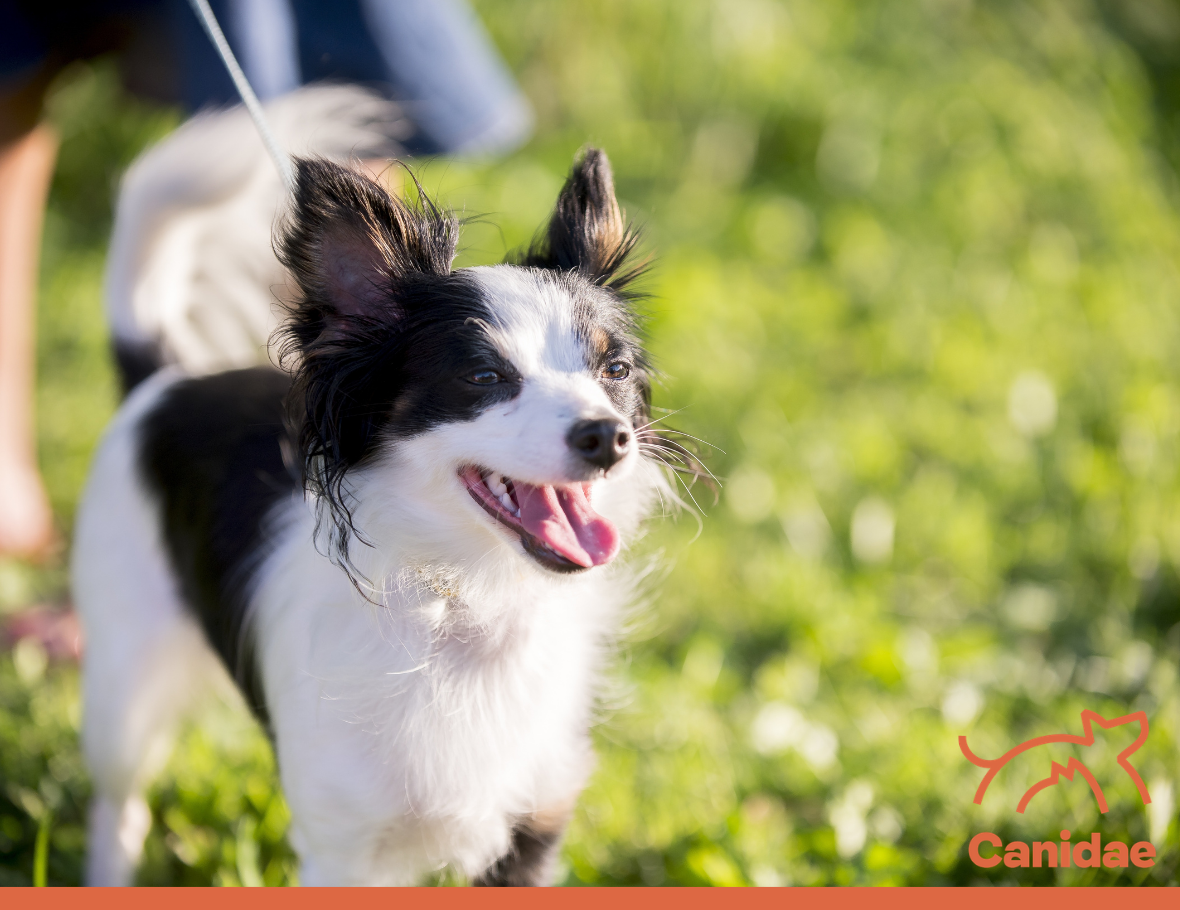 what causes halitosis in dogs