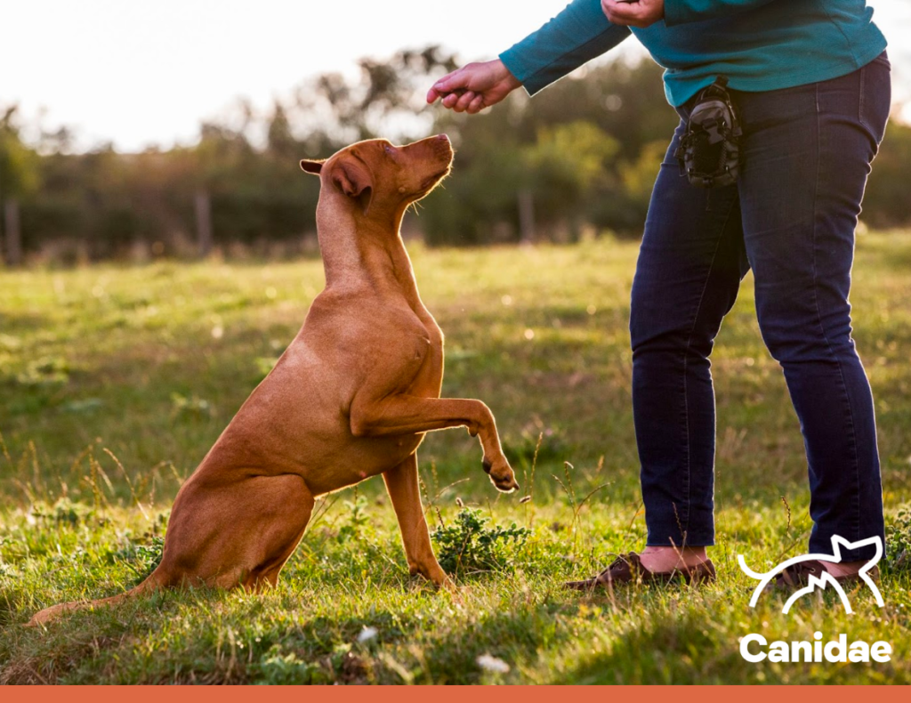 how many training treats can you give dog