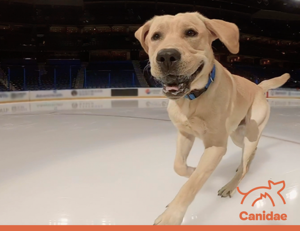 Meet the Dogs: Canidae Proudly Partners with the NHL's Good Boys