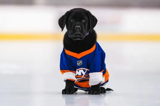 New NHL Team Dog Alert 