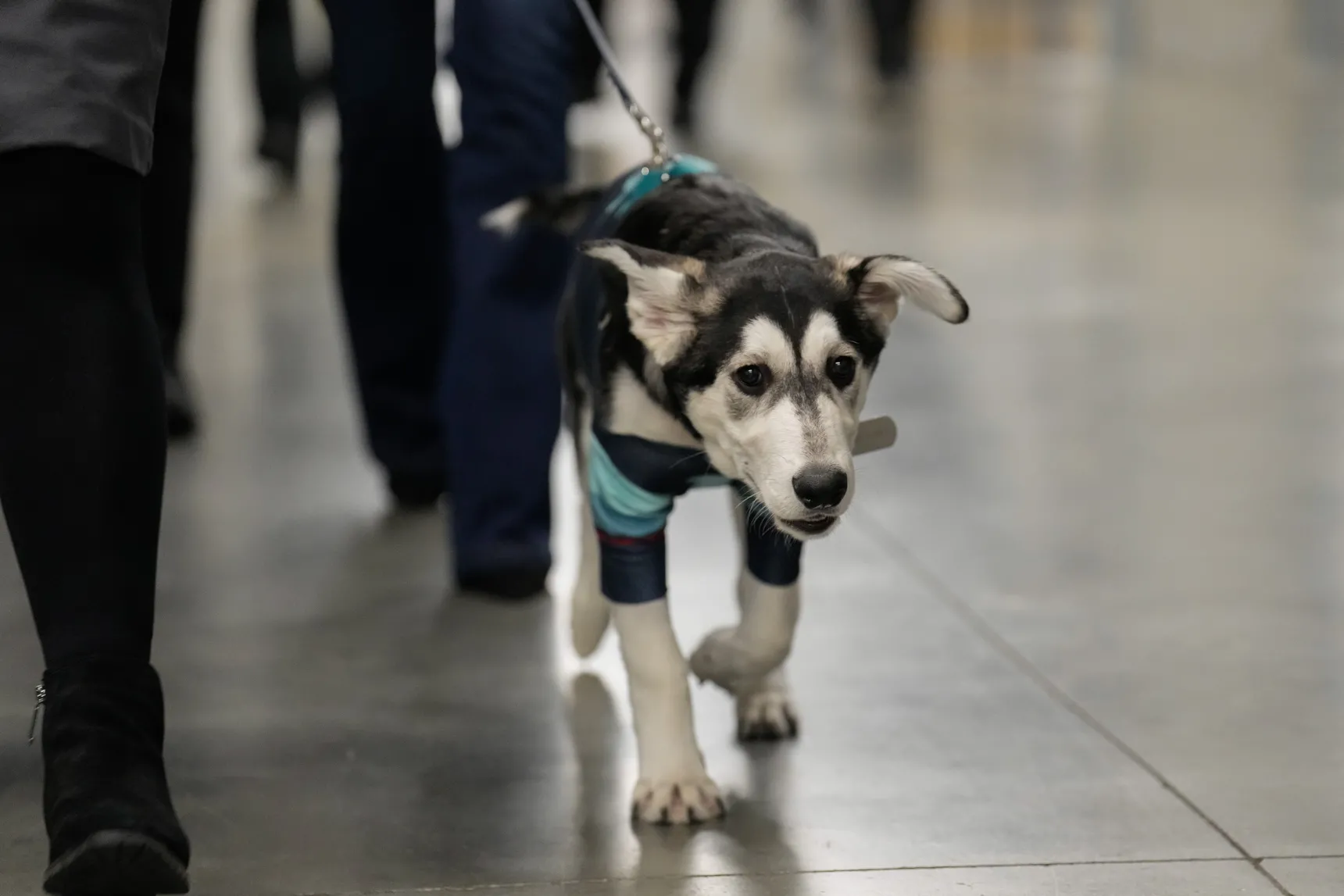 New NHL Team Dog Alert 