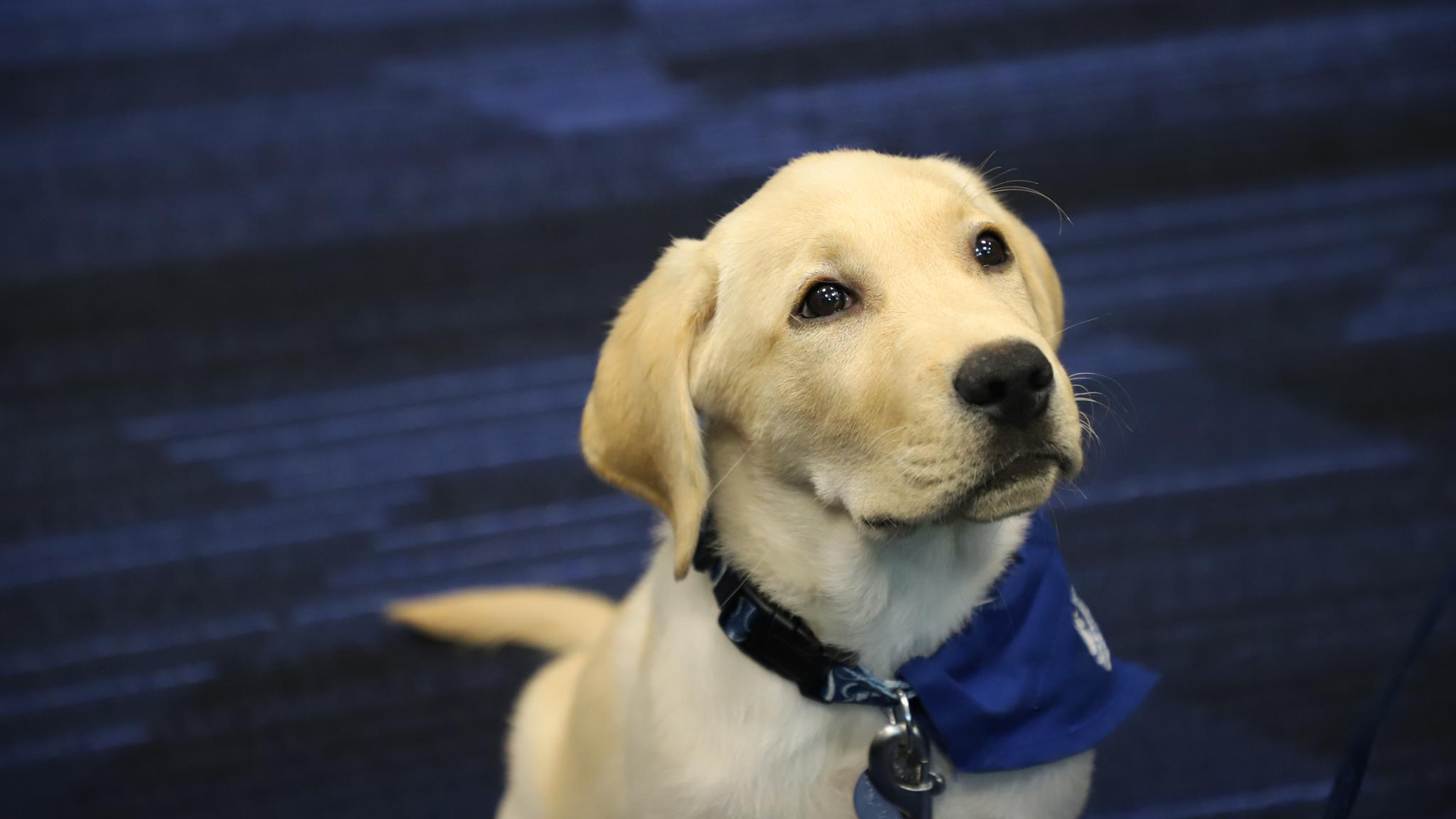 Meet Davy Jones, the Seattle Kraken's team dog