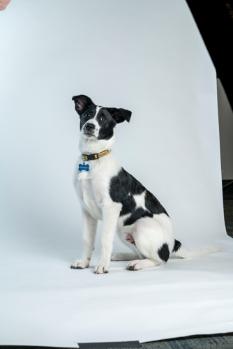 Meet the Dogs: Canidae Proudly Partners with the NHL's Good Boys