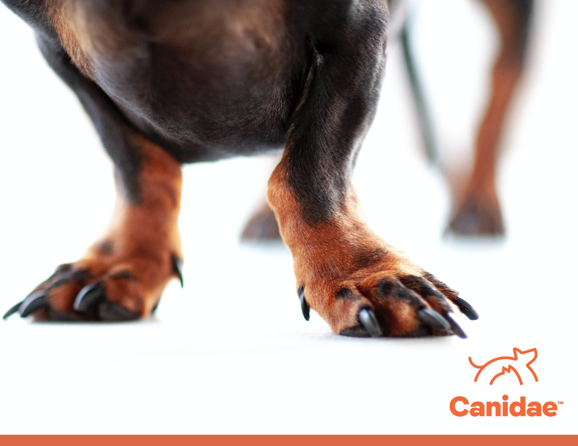 What to Do If Your Dog Has Nail Problems