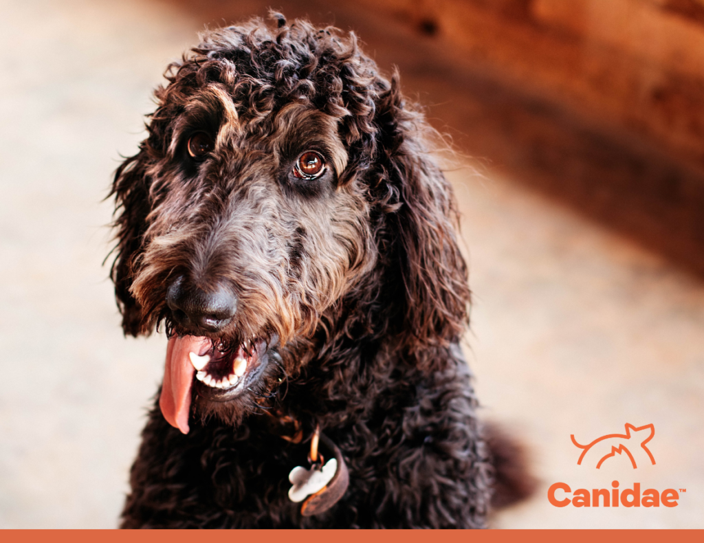 Why Are There So Many Poodle Mixes? - Canidae