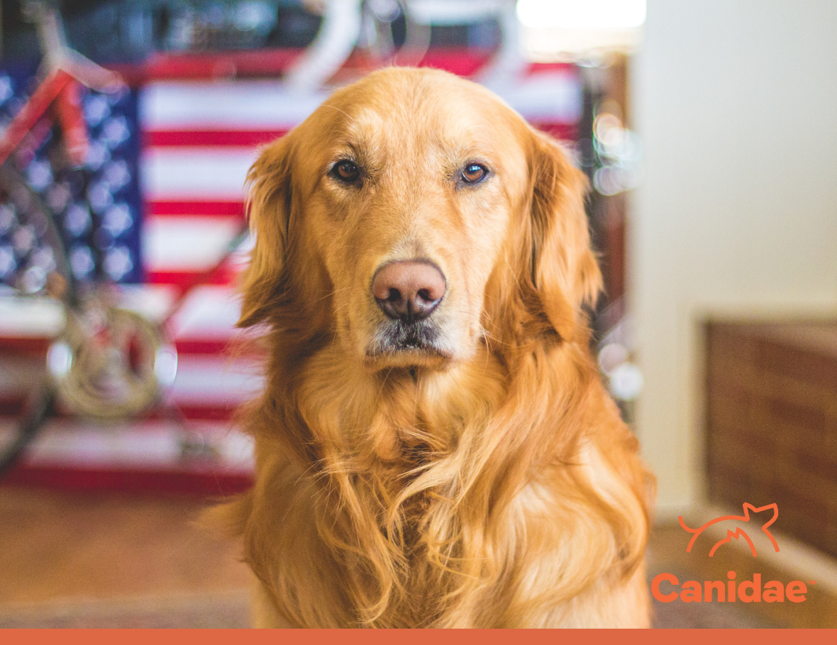 How To Calm a Dog During Fireworks