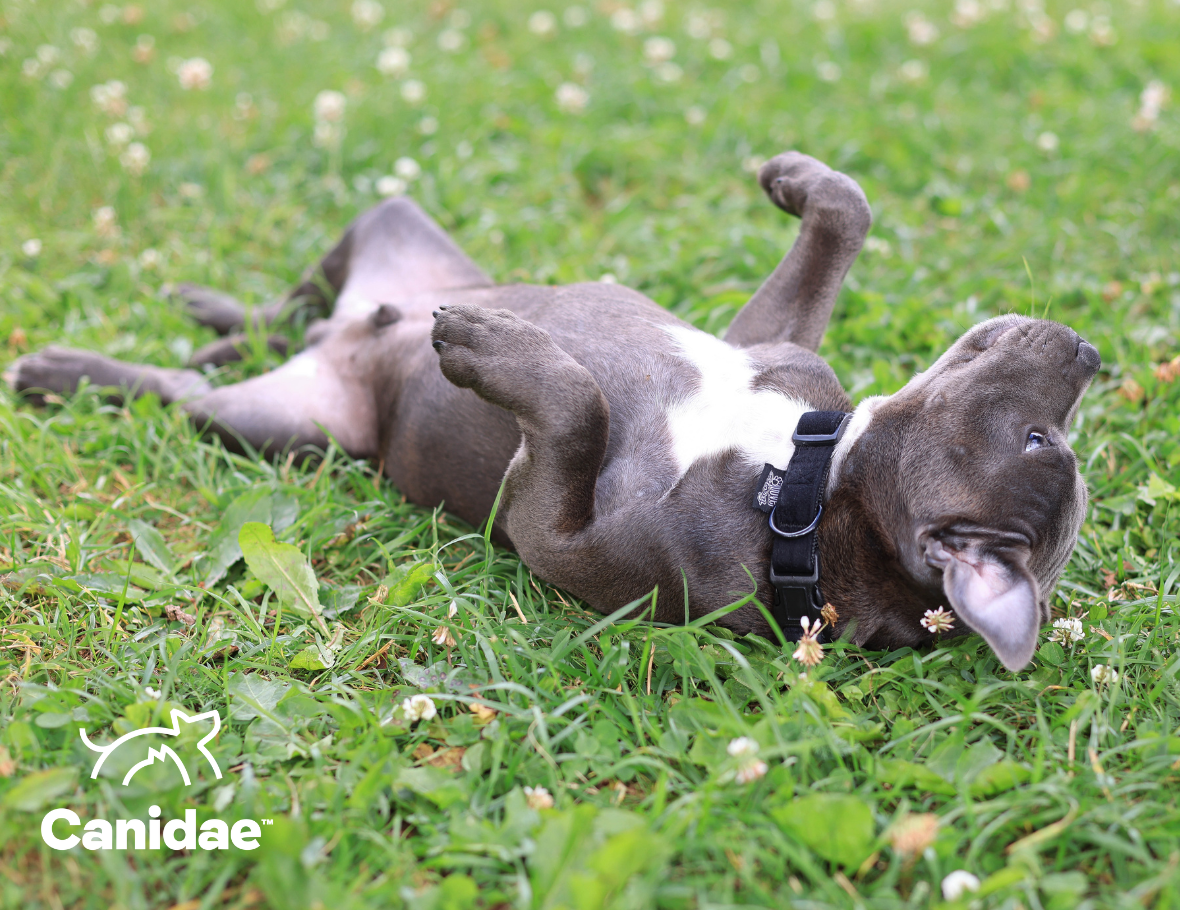 Why Do Dogs Roll on Their Backs?