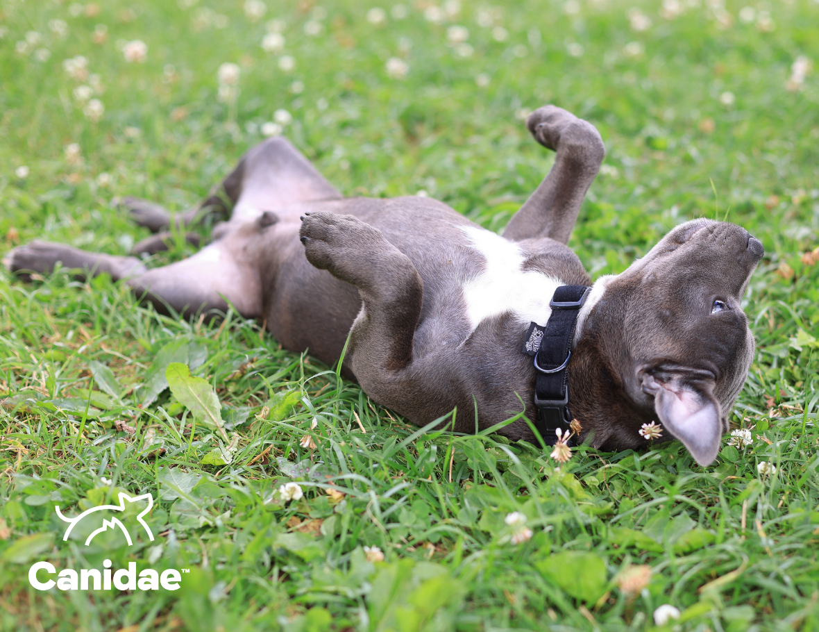 Why Do Dogs Roll on Their Backs? Canidae