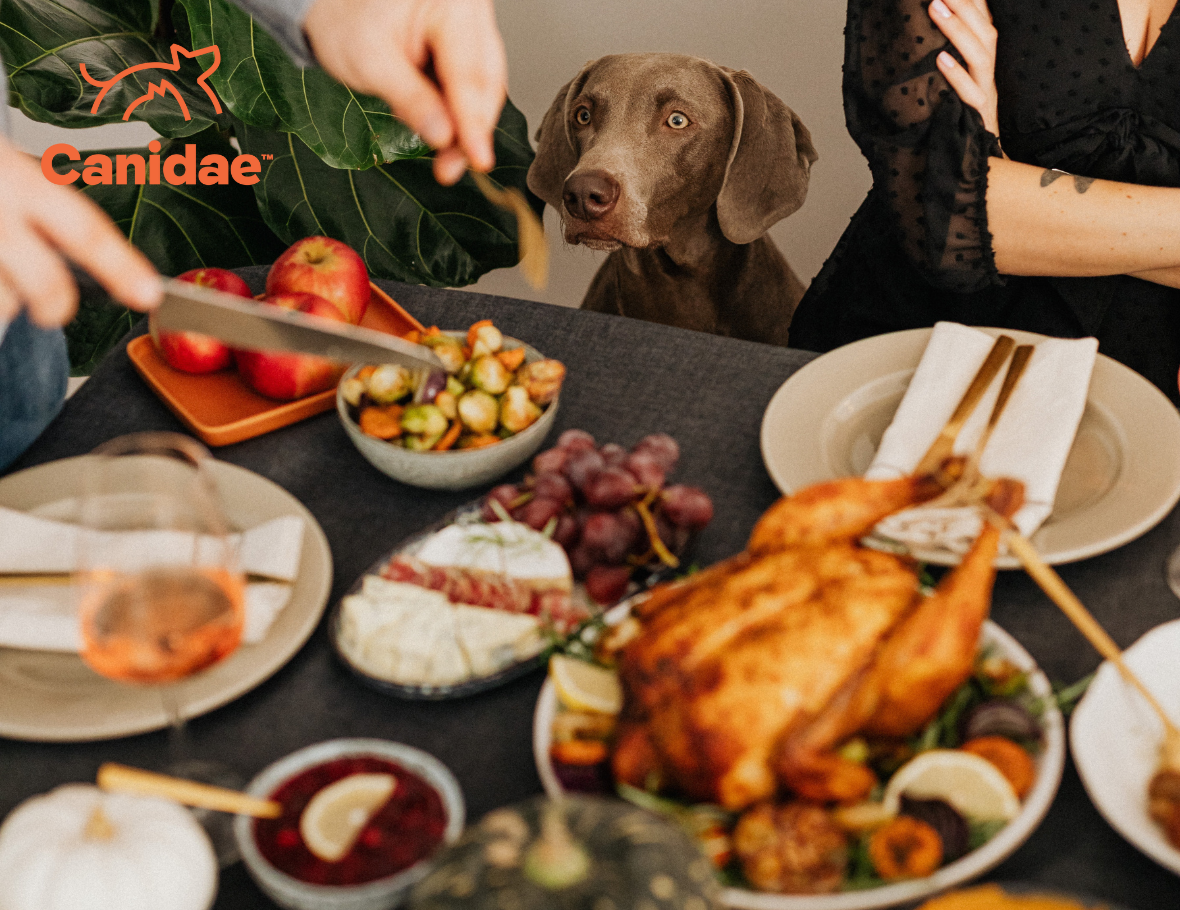 Is Thanksgiving Food Safe for Dogs and Cats?