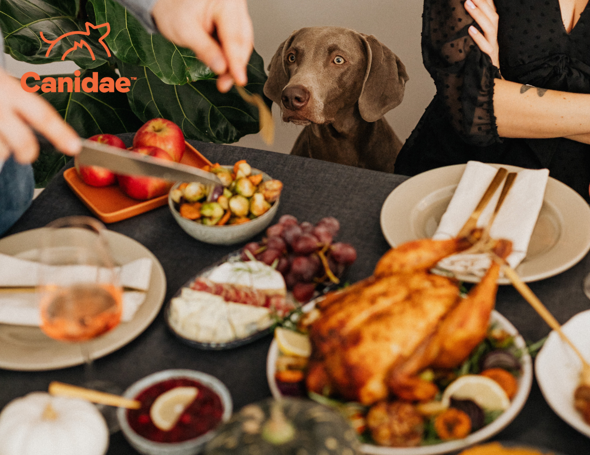 Can cats and dogs eat turkey best sale