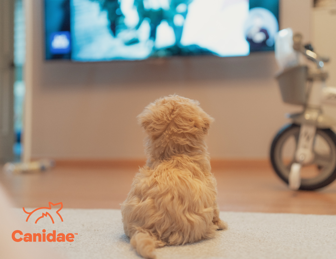 do puppies like to watch tv