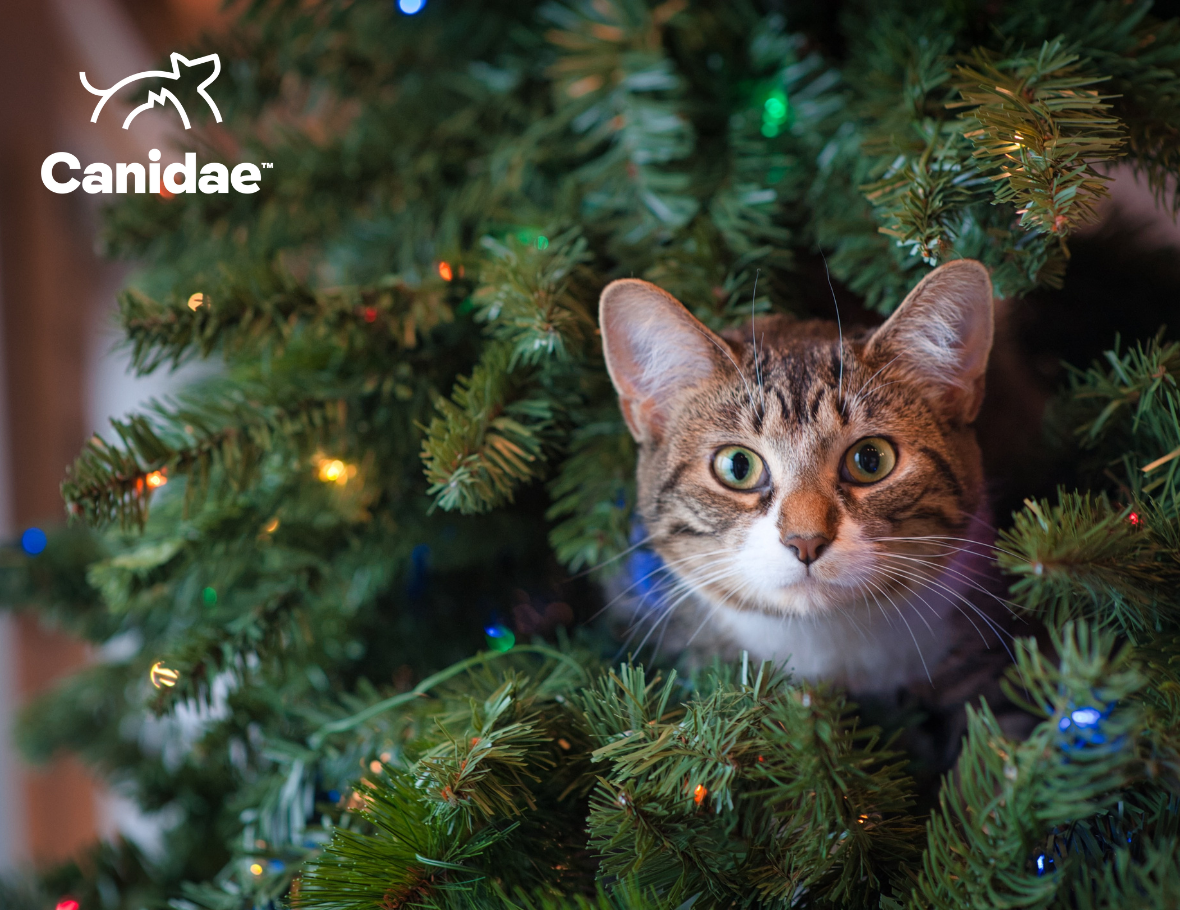 cat-proof christmas tree