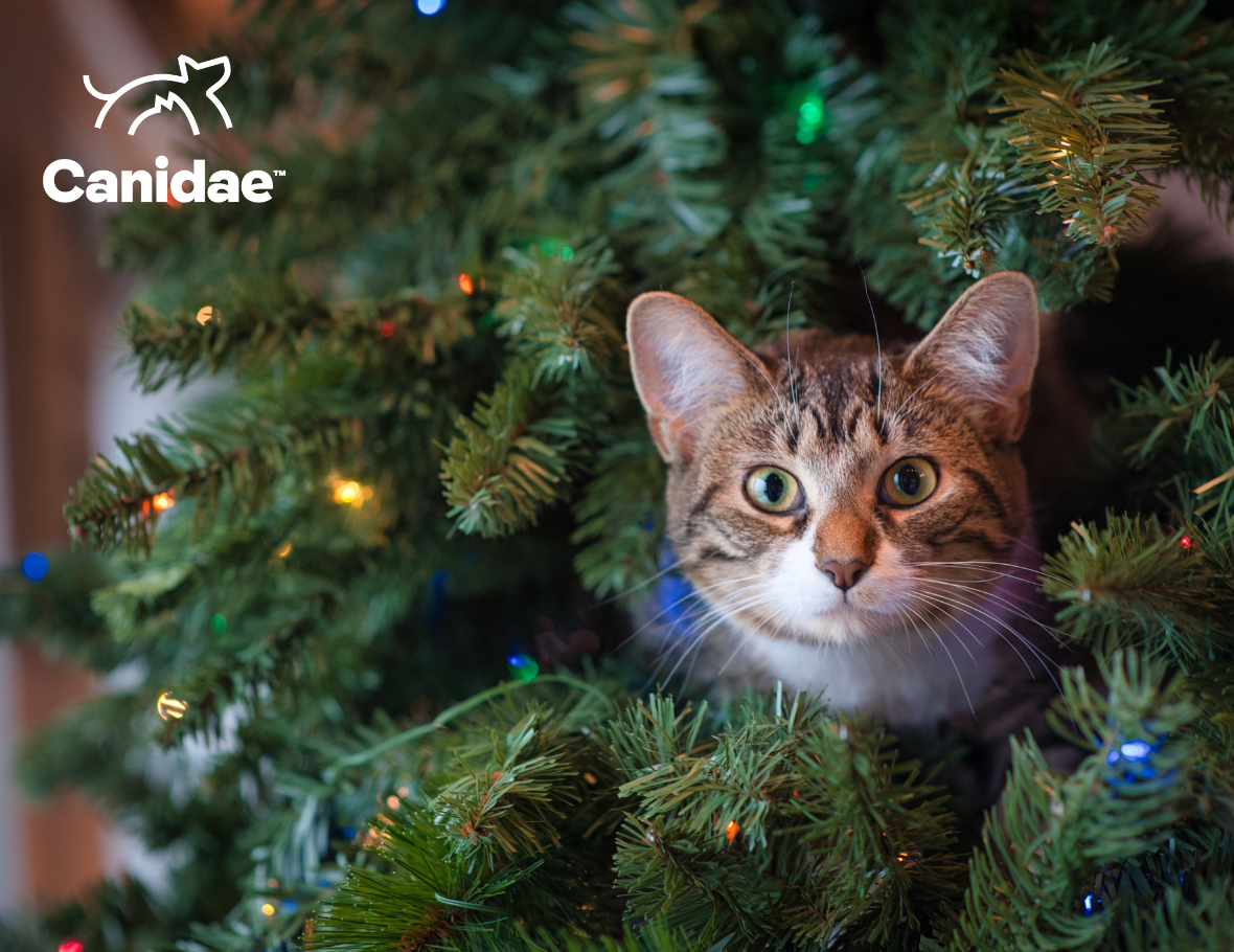 Cat Proof Christmas Tree How to Keep Cats Away From Christmas Trees Canidae