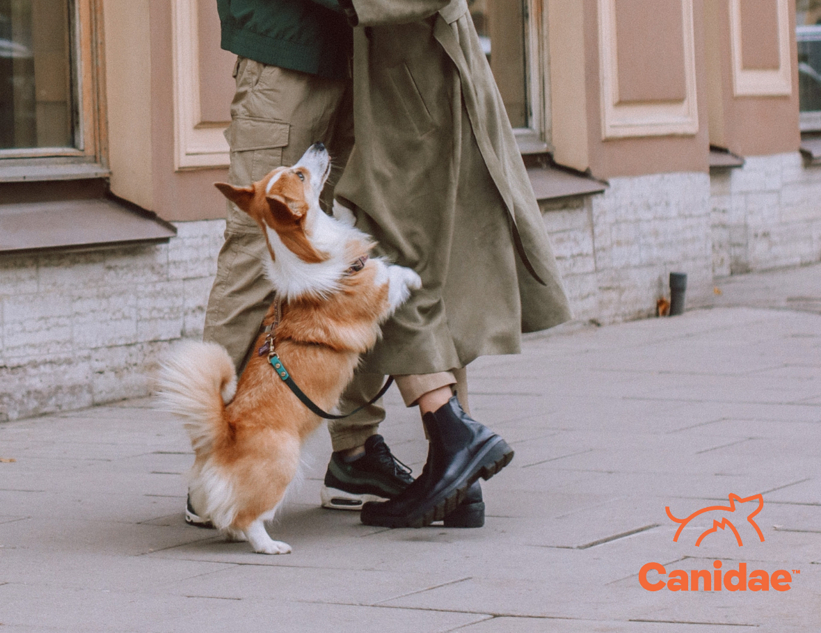 Strange Behavior Explained: Why Do Dogs Hump? - Canidae